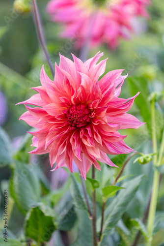 Pink carlos watermelon dahlia in a garden photo