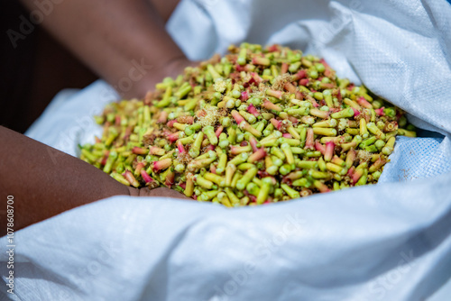 Cloves that have been harvested and have not been dried photo