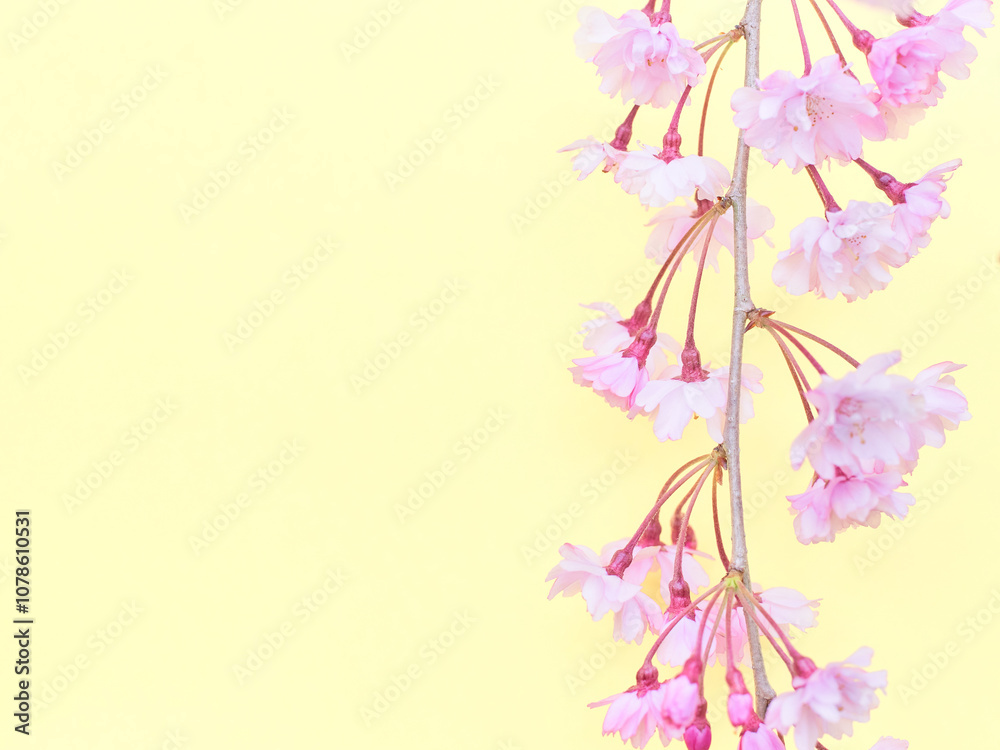 Fototapeta premium 薄黄色背景の枝垂れ桜の花のアップ