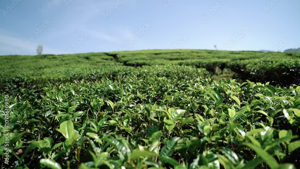 tea plantation during sunny day, ciwidey bandung tea plantation during sunny day, ciwidey bandung