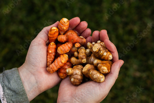 Home grown turmeric plant rhizomes in persons hands photo