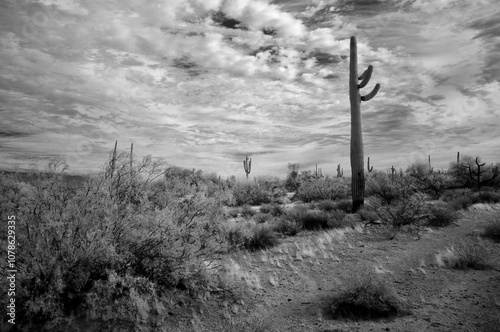 Sonora Desert Arizona in Infrared