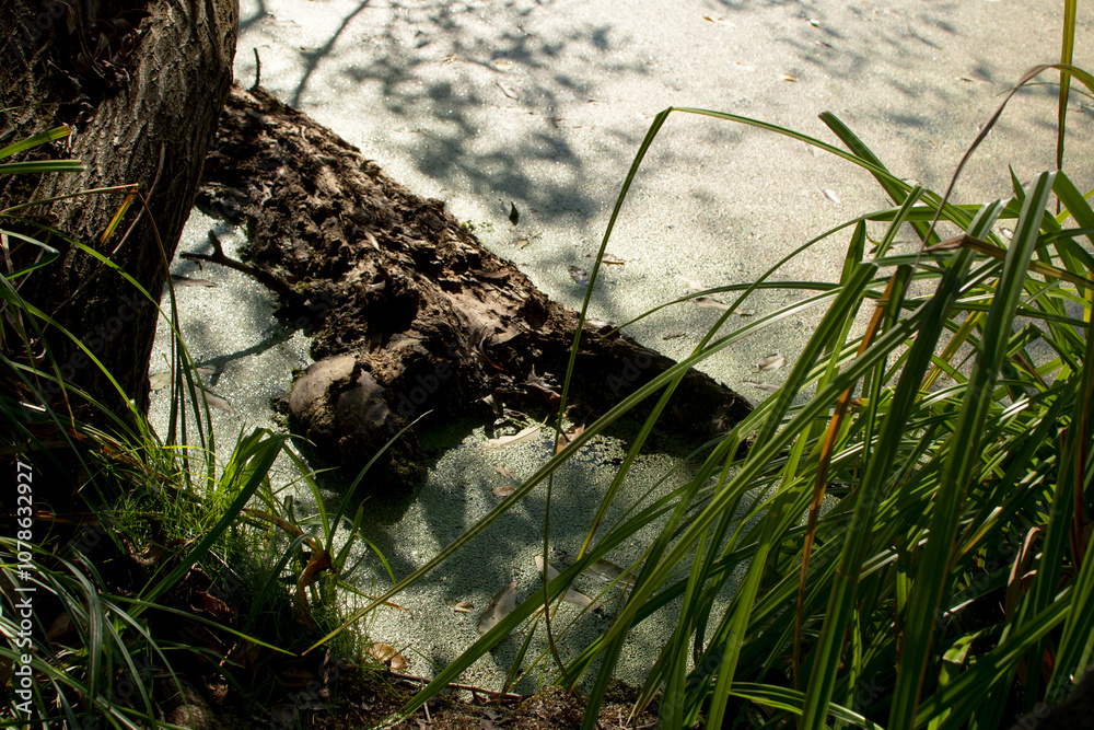 Dry tree in water of a green dirty pond Dry tree in water of a green dirty pond
