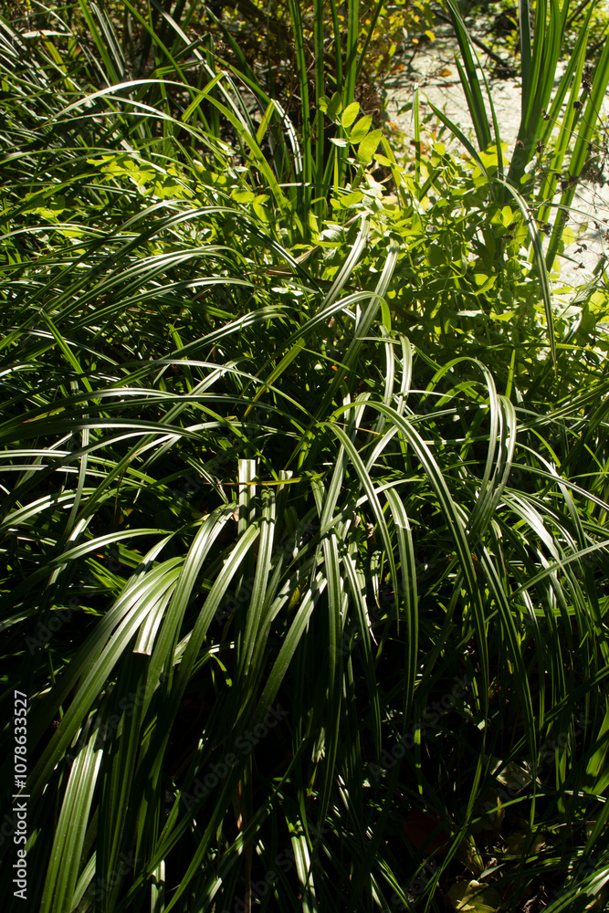 Fototapeta premium Cattails and reeds on river shore