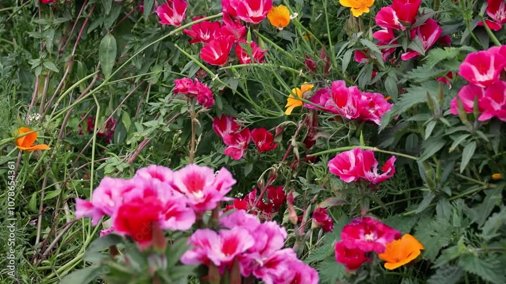 Mixed Flowers in a Meadow Garden, Northern Ireland Mixed Flowers in a Meadow Garden, Northern Ireland