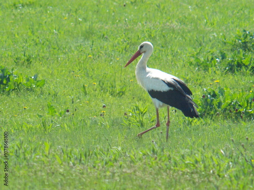 Stork bird walks in a meadow in early spring