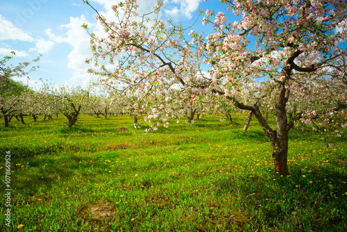 Apple orchard in spring, apple trees and dandelions in bloom