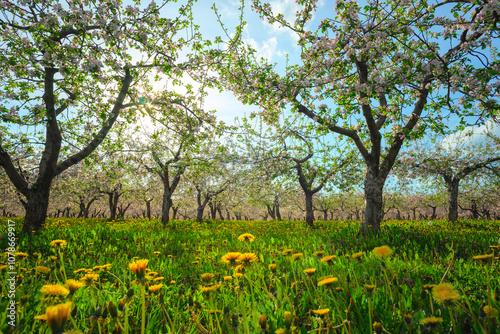 Apple orchard in spring, apple trees and dandelions in bloom