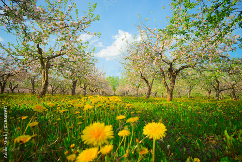 Apple orchard in spring, apple trees and dandelions in bloom