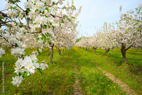 Apple orchard in spring, apple trees and dandelions in bloom