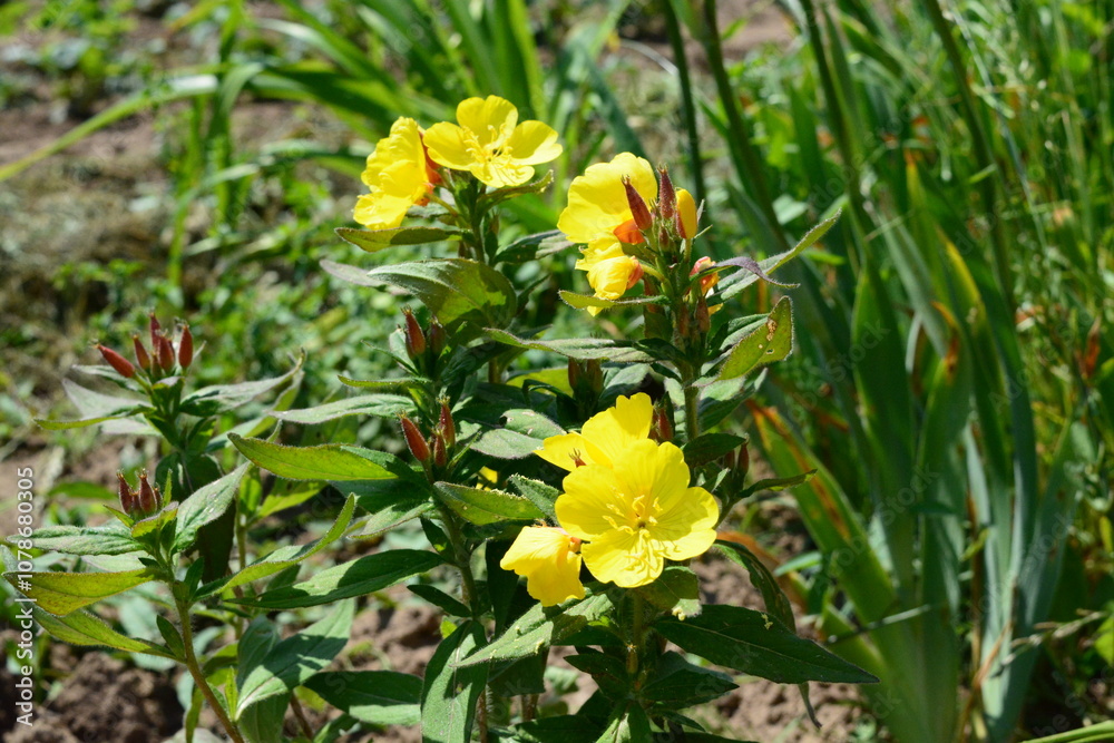 Beautiful yellow flowers against a background of greenery in the garden in summer Beautiful yellow flowers against a background of greenery in the garden in summer