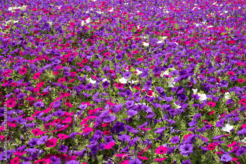 Naklejka premium Field of Colorful Petunias in Full Bloom