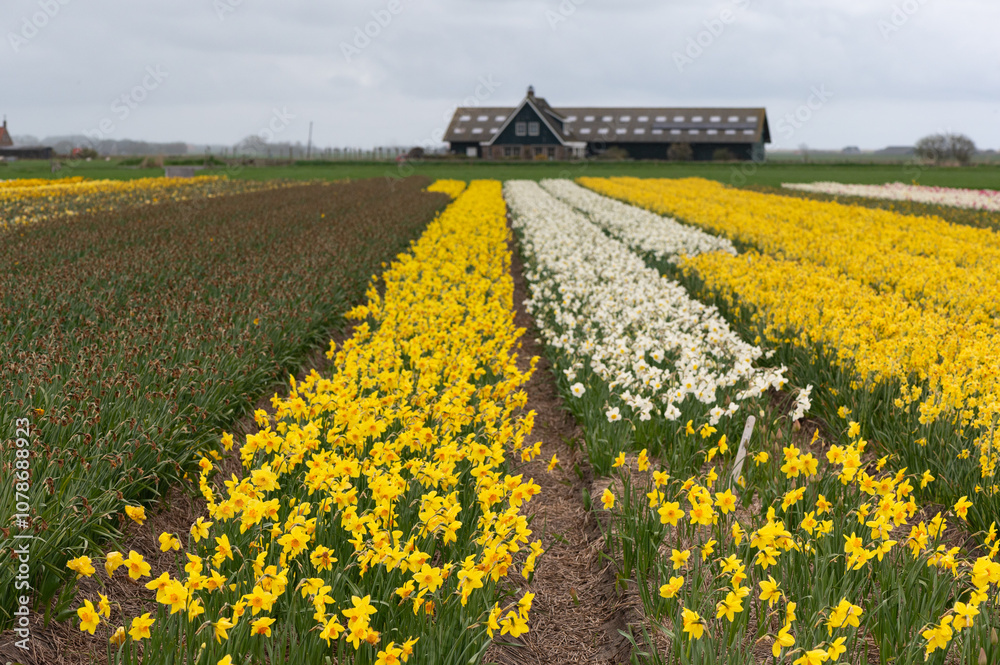 Obraz premium Narcissus falconet - Tazetta narcis - Narcisse Falconet