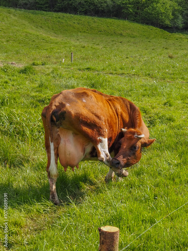 202405_Poland - Nowica, Gorlicie - cute brown dairy cow grazing grass in the hills and meadows of Poland, countryside in the nature of Gorlicie photo