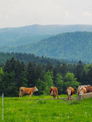  202405_Poland - Nowica, Gorlicie - cute brown cows grazing grass in bucolic countryside in Gorlicie, withar the Tatras Mountains in the background photo