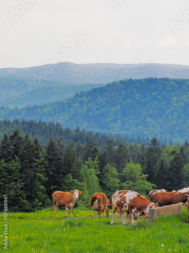 202405_Poland - Nowica, Gorlicie - cute brown cows grazing grass in bucolic countryside in Gorlicie, withar the Tatras Mountains in the background
