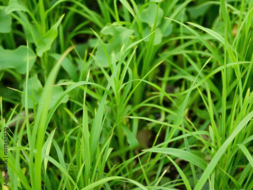 Fresh spring green grass with dew drops, fresh, meadow, sustainability Fresh spring green grass with dew drops, fresh, meadow, sustainability