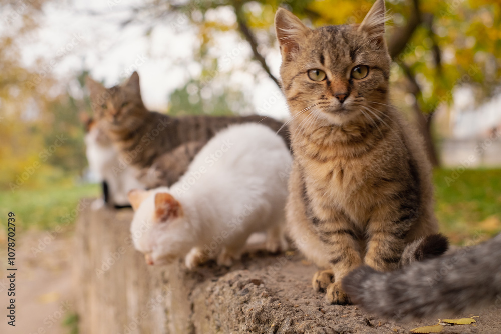 A group of stray cats, hungry animals of various colors living on city streets, feeding and caring for homeless pets. A group of stray cats, hungry animals of various colors living on city streets, feeding and caring for homeless pets.
