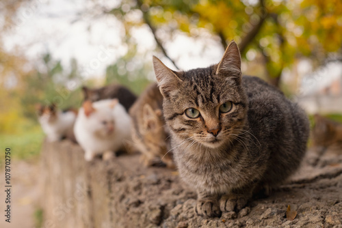 A group of stray cats, hungry animals of various colors living on city streets, feeding and caring for homeless pets.