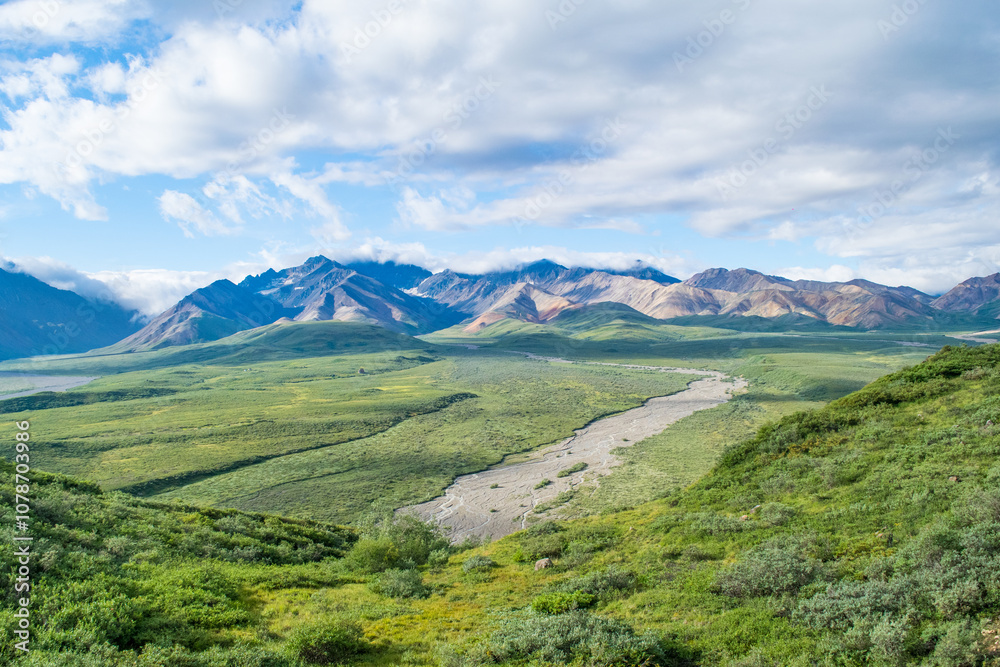 Obraz premium Beautiful, green valley with river bed and stunning Multi Coloured mountain range in the background on a beautiful, blue sky summer day, in Denali National Park, Alaska. Beautiful Alaska Landscapes