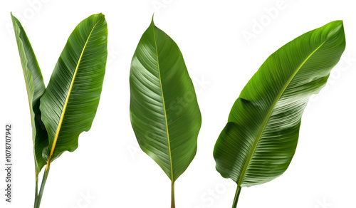 Set of long tropical leaves, isolated against a transparent background