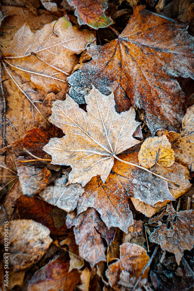 A frosty maple leaf delicately perched on a layer of ice-covered leaves, featuring warm autumn tones of orange, brown, and yellow. A perfect representation of autumn's chill and beauty.
A frosty maple leaf delicately perched on a layer of ice-covered leaves, featuring warm autumn tones of orange, brown, and yellow. A perfect representation of autumn's chill and beauty.