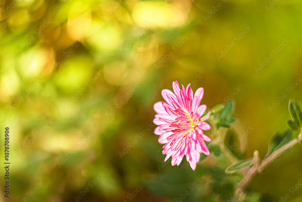 A detailed shot of a pink chrysanthemum with vibrant petals, set against a blurred green background with a beautiful bokeh effect.
A detailed shot of a pink chrysanthemum with vibrant petals, set against a blurred green background with a beautiful bokeh effect.