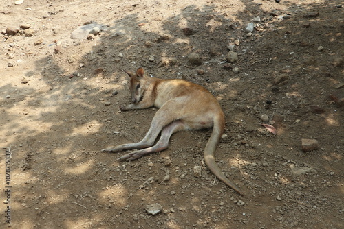 kangaroo laying on the ground 