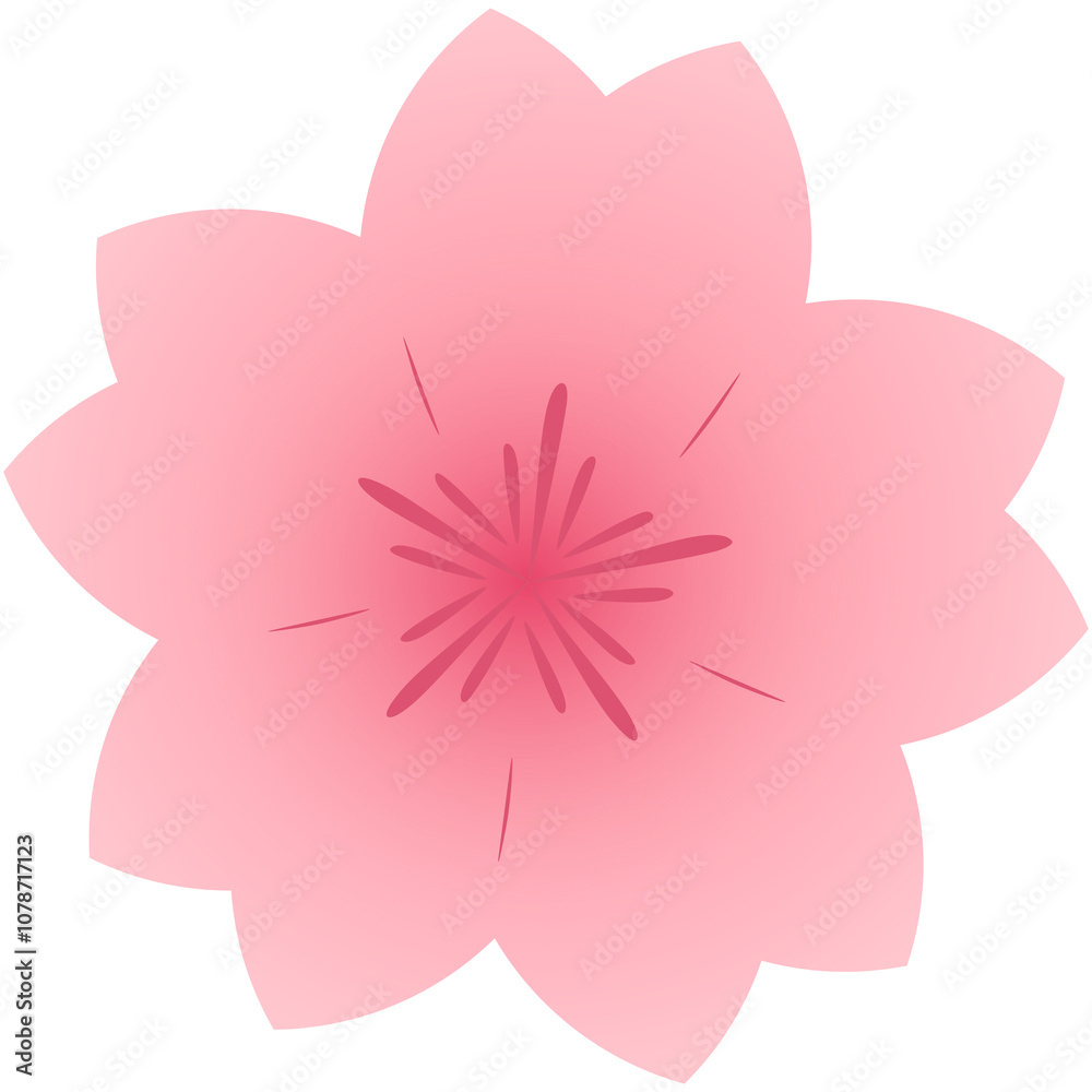 sakura blossom flower sakura blossom flower