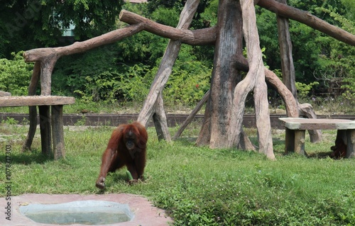 orangutan in the zoo photo