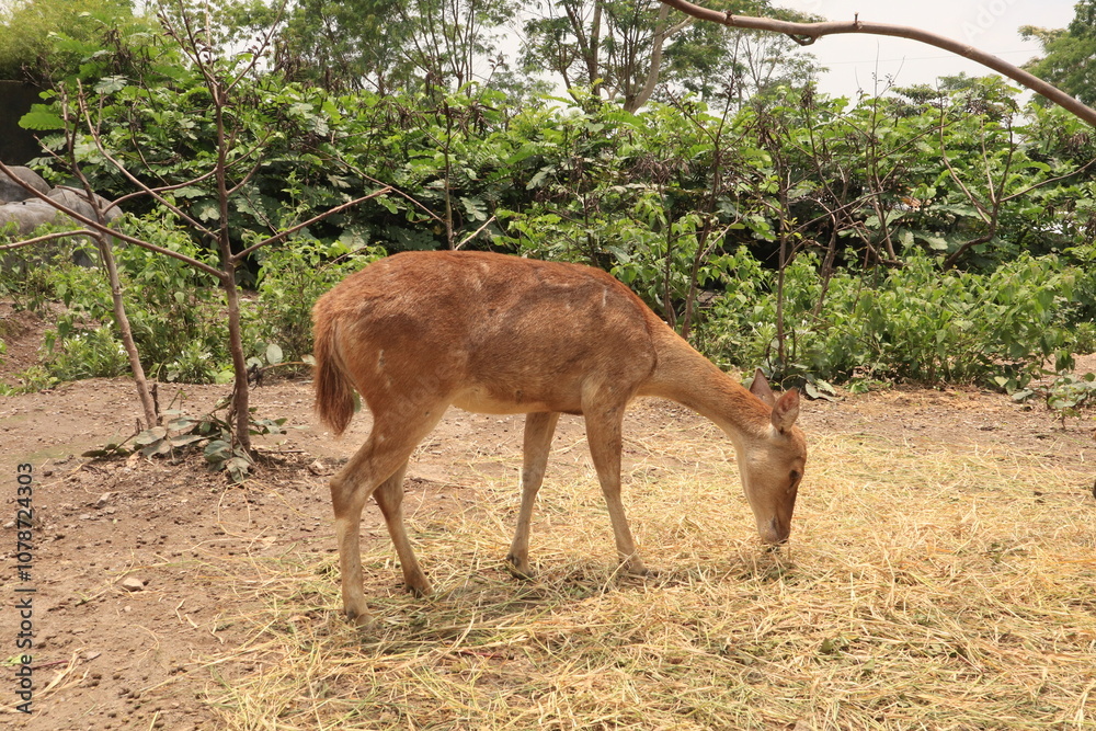 Fototapeta premium deer eating dry grass