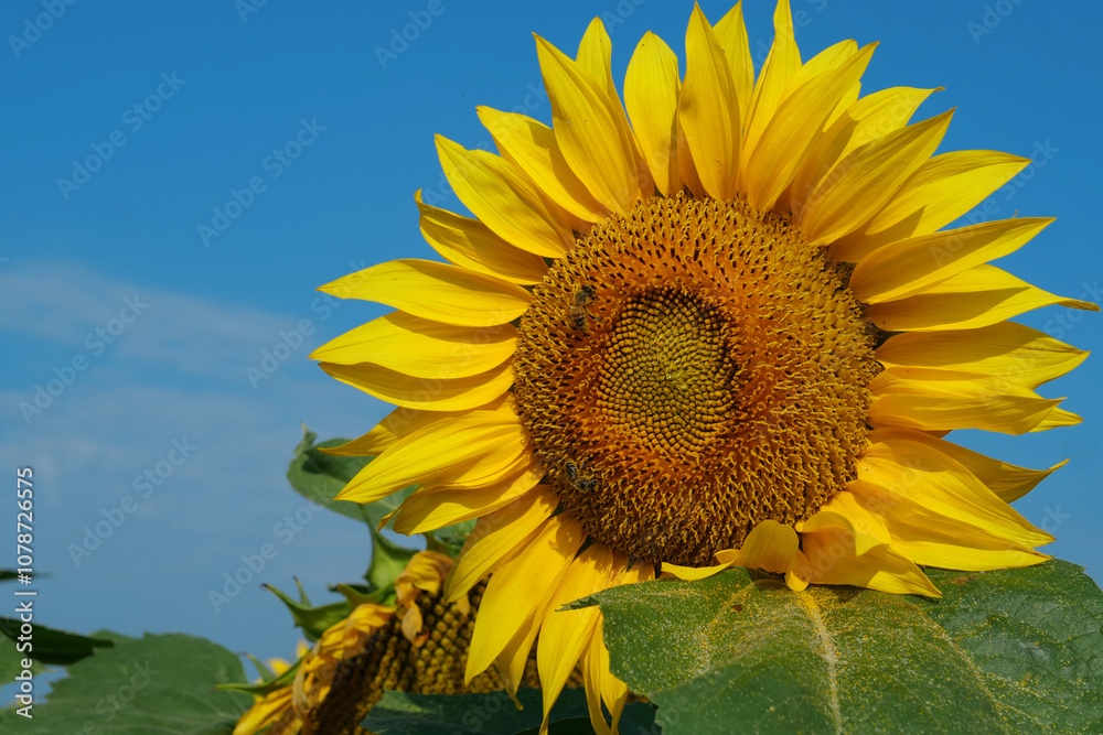 Two worker bees sits on beautiful sunflower Two worker bees sits on beautiful sunflower