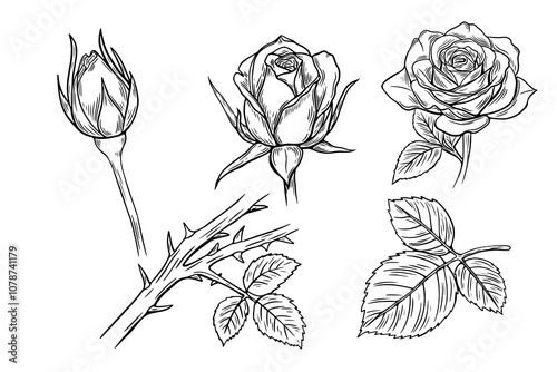 Set of roses, thorns, bud in engraving style, sketch. Vector illustration.