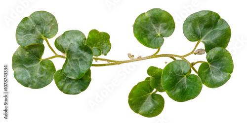 Vibrant green creeping vine with round leaves showcasing plant growth against a white background photo