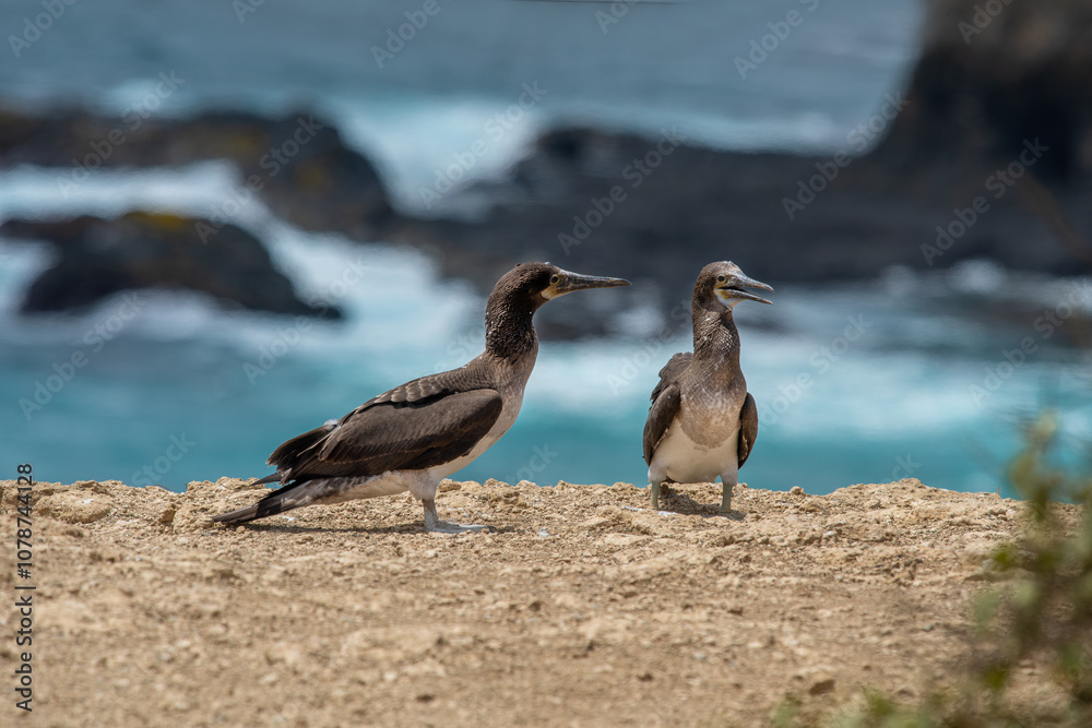 A blue-footed booby that lives on the Galapagos Islands in Ecuador.