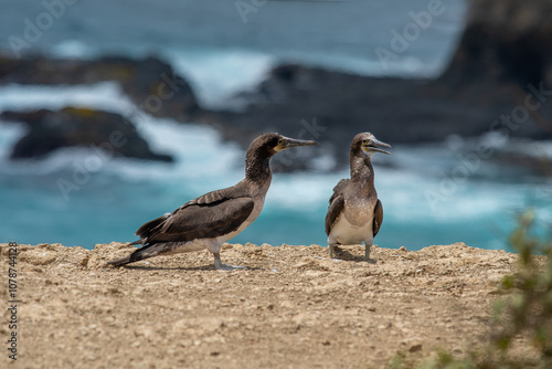 A blue-footed booby that lives on the Galapagos Islands in Ecuador.