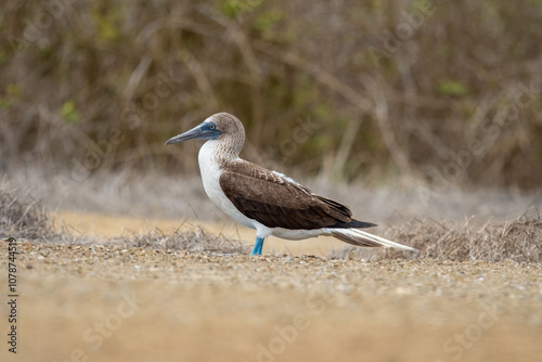 Obraz na płótnie A blue-footed booby that lives on the Galapagos Islands in Ecuador. w salonie