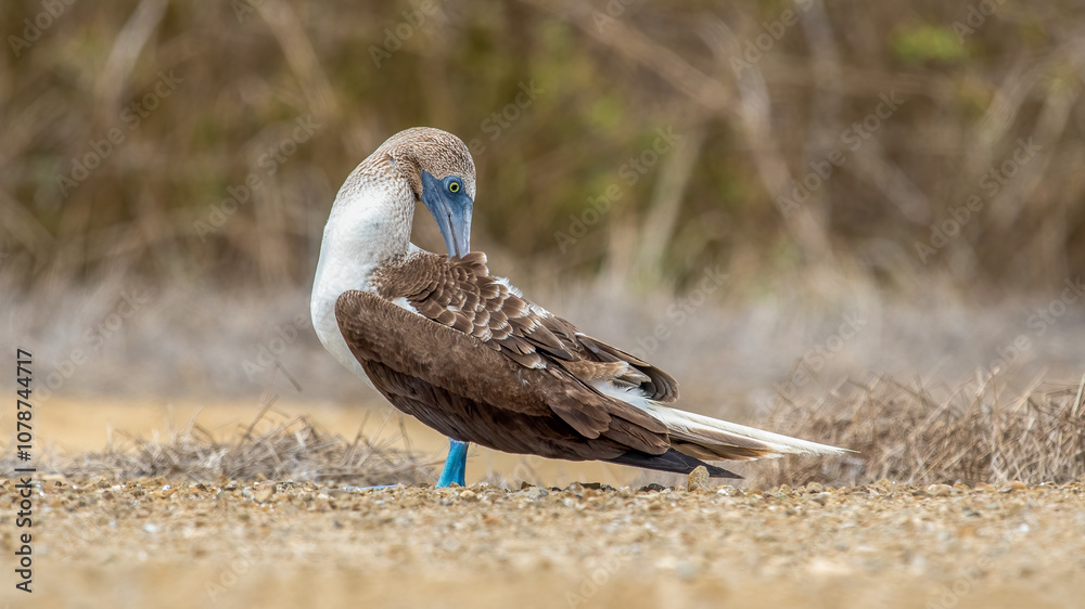 A blue-footed booby that lives on the Galapagos Islands in Ecuador.