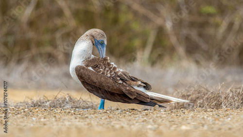 A blue-footed booby that lives on the Galapagos Islands in Ecuador.