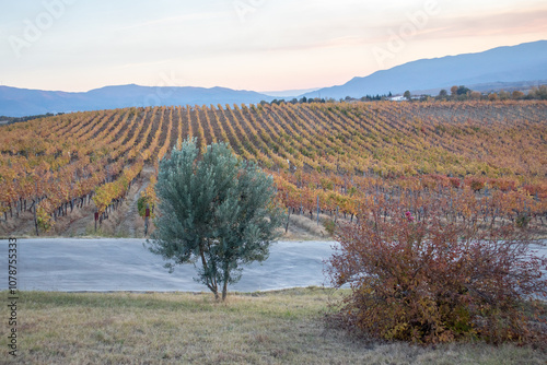 Melnik wine region landscape in Bulgaria photo