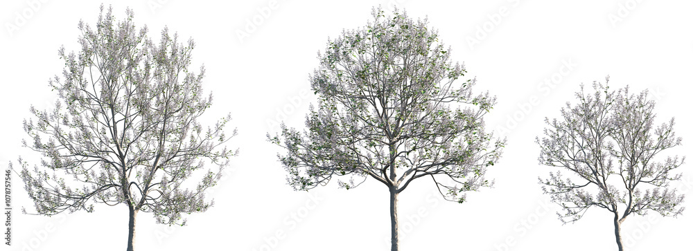 Εκτύπωση καμβά Set of Paulownia tomentosa (common names princess tree, empress tree, foxglove-t