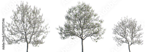 Fotografija Set of Paulownia tomentosa (common names princess tree, empress tree, foxglove-t