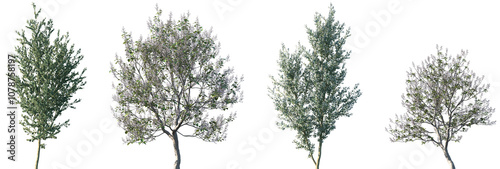 Set of 2 Eucalyptus gunnii and 2 Paulownia tomentosa frontal street trees isolated png on a transparent background perfectly cutout photo