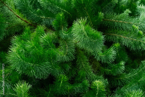 Green fir branches with soft needles creating a fluffy and dense texture photo