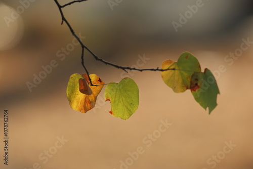 yellow and brown leaves of judas tree (Cercis siliquastrum)