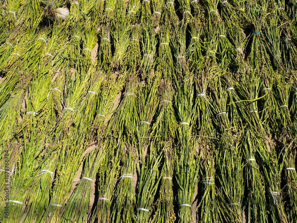 Green Sorghum Stalks Tied in Bunches on a Cloth on a Sunny Day in Huaraz in the Ancash Region, Peru