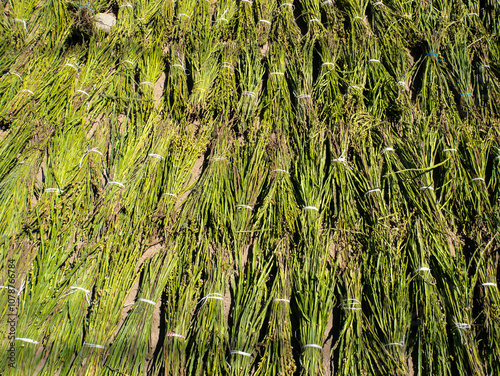 Obraz na płótnie Green Sorghum Stalks Tied in Bunches on a Cloth on a Sunny Day in Huaraz in the Ancash Region, Peru w salonie