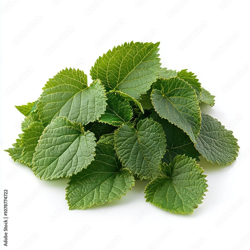 Patchouli Leafs On White Background, Generative AI Patchouli Leafs On White Background, Generative AI