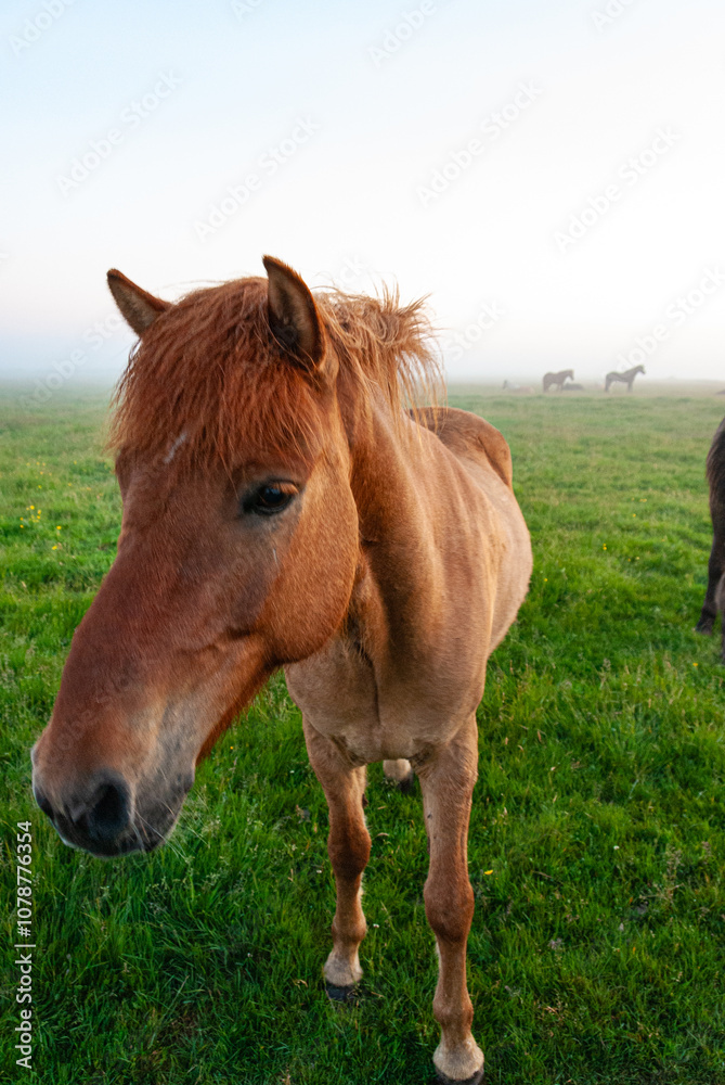 Horses in a field in fog, Iceland Horses in a field in fog, Iceland