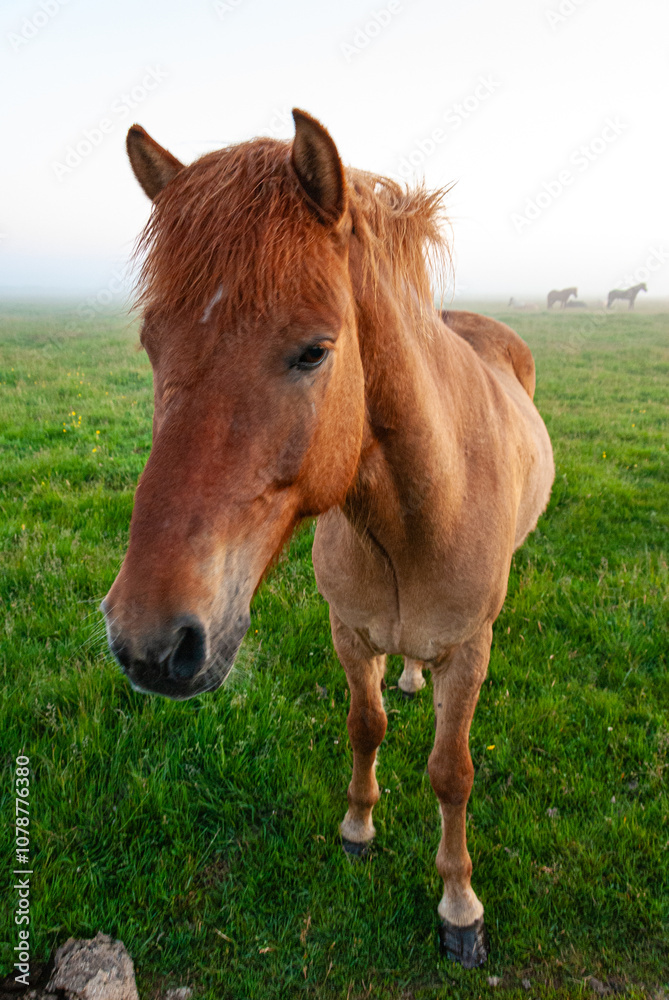 Horses in a field in fog, Iceland